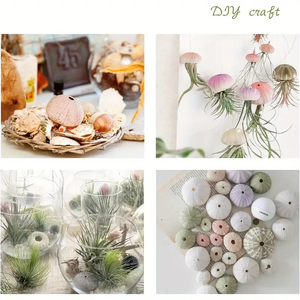 Set <span class=keywords><strong>di</strong></span> stelle marine e ricci <span class=keywords><strong>di</strong></span> <span class=keywords><strong>mare</strong></span>, 12 pezzi gusci <span class=keywords><strong>di</strong></span> ricci <span class=keywords><strong>di</strong></span> <span class=keywords><strong>mare</strong></span> da 1.3 1.9 pollici per piante aeree - Product Image 5