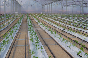 Film de paillage noir et blanc 30 microns 1,2x500m en LDPE, <span class=keywords><strong>barrière</strong></span> anti-mauvaises herbes pour serre de légumes - Product Image 6