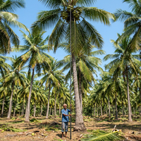 Palo Recolector de Cocos/Vara para Recoger Cocos/Palo de Cosecha de Cocos de 60 Pies/Máquina para Recoger Cocos/Palo de Cosecha de Cocos