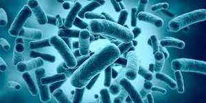 Hoogwaardige <span class=keywords><strong>Bifidobacterium</strong></span> Infantis HBI27 Probiotica Poeder Grondstof voor Gezondheidssupplementen - Product Image 2