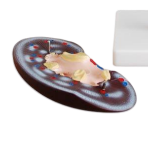Modelo Anatómico de Riñón de 1 y 2 Partes para Demostración de Enfermedades, Herramienta de Enseñanza Médica, Modelo Médico - Product Image 5