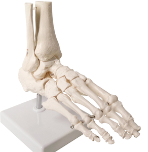 Modèle de squelette articulé du pied humain grandeur nature ADA, science médicale 1:1 avec partie du tibia et du fibula, modèle monté sur fil A109 - Product Image 1