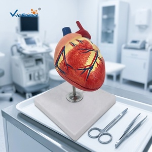 Modelo de Corazón Canino de Dos Partes en PVC, Modelo de Corazón Canino a Escala 1:1, Modelo Anatómico de Corazón de Perro, Ayuda Didáctica <span class=keywords><strong>Veterinaria</strong></span> - Product Image 4