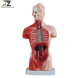 Modelo de Torso Humano de PVC Avanzado de 26 cm y 15 Partes para Escuelas de Medicina - Product Image 3