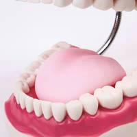 Modelo de Dientes de PVC para Entrenamiento Dental, Modelo de Enseñanza Dental 6 Veces Más Grande y Adorno para Dientes Educativos Médicos