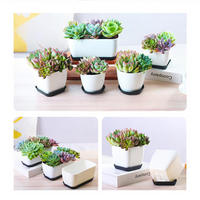 Pots à bonsaï rectangulaires en plastique avec plateau de drainage, pots pour plantes succulentes, pots de culture pour bonsaï, décoration d'intérieur