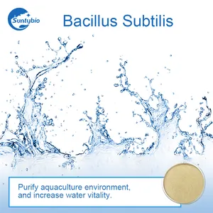 โปรไบโอติก Bacillus Subtilis สำหรับกุ้งและการบำบัดน้ำ
