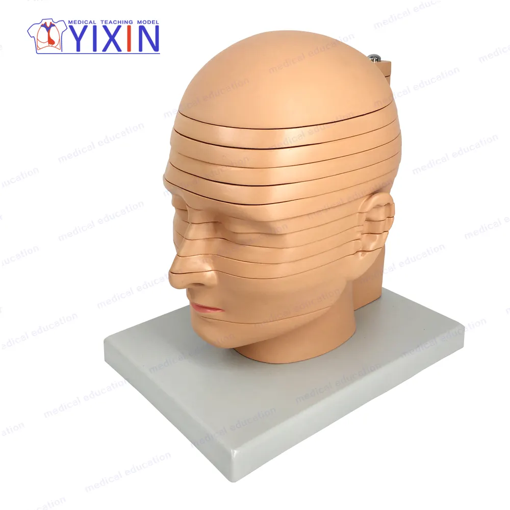 Yixin/12 peças modelo anatômico do <span class=keywords><strong>cérebro</strong></span> de cabeça do disco do tamanho natural