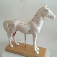 Maniquí Veterinario para Diagnóstico de Caballos, Recursos de Enseñanza y Entrenamiento en Acupuntura Animal, para Escuelas de Veterinaria, con Certificación CE/ISO