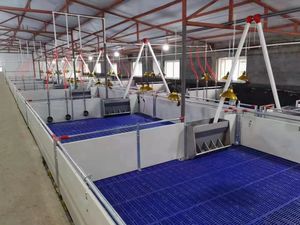 Yeni hayvancılık domuz yetiştiriciliği ekipmanları Wean-to-Finish tezgahları hayvancılık çözümleri için kasalar bitirme domuz besi hayvan kafesleri - Product Image 5