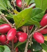 Extrait de Baie Miracle Entière Lyophilisée en Gros pour l'Agriculture – Fruit Miracle Lyophilisé