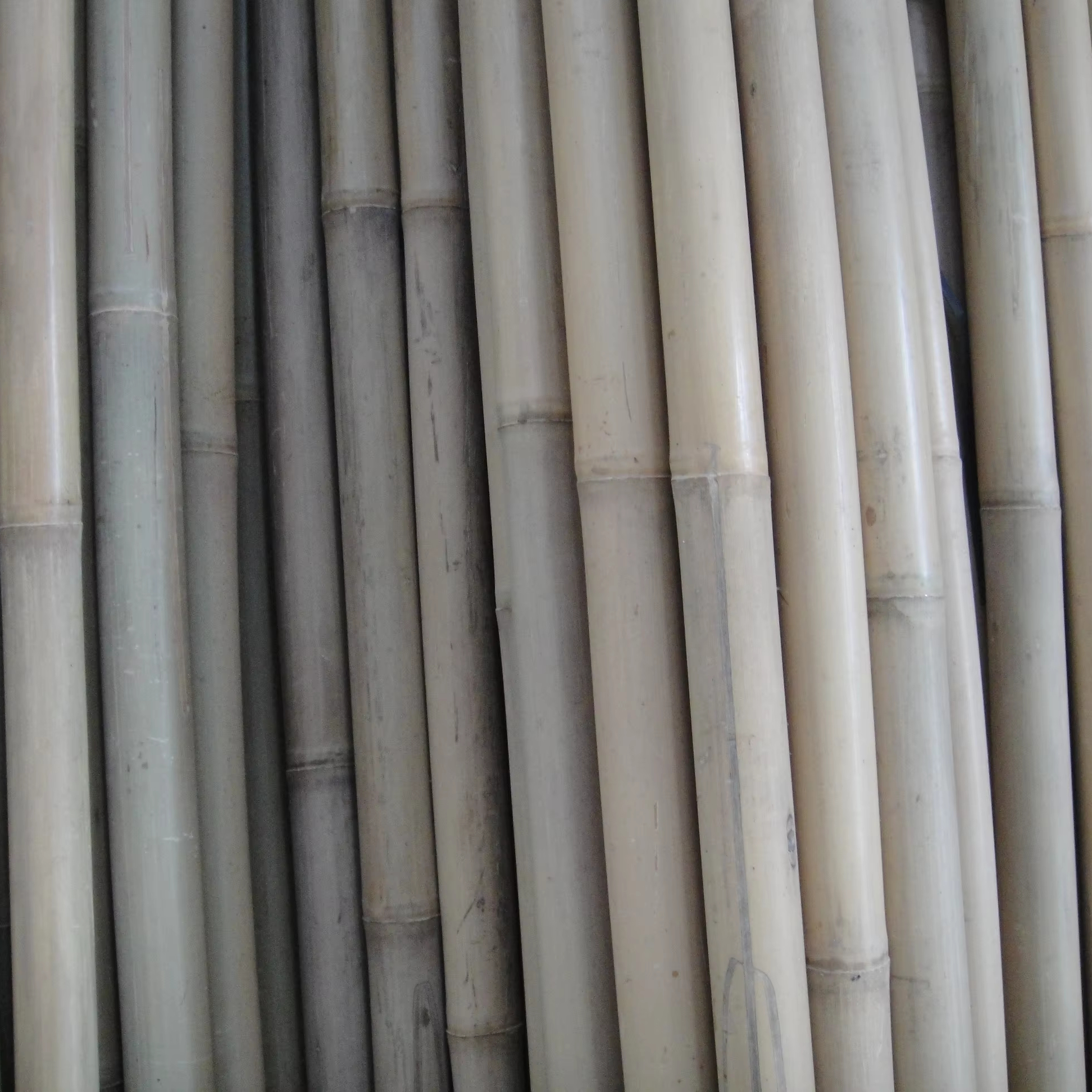 dendrocalamus giganteus bamboo