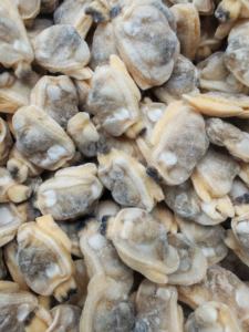 Molluschi di vongole congelati di alta qualità a prezzi economici - Product Image 4