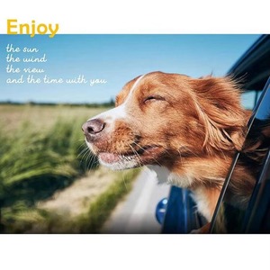Siège auto surélevé pour chien - Product Image 5