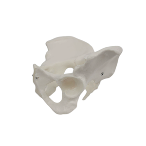 Menschliches weibliches Becken-Skelettmodell mit beweglichem Hüftbein, Ischium, Schambein, Kreuzbein und Steißbein für Geburtshilfe, Orthopädie und medizinische Lehre. - Product Image 6