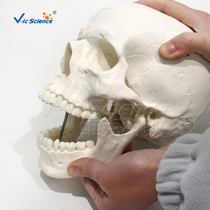 Modèle de crâne avec marques des origines et des points d'insertion musculaires ; Modèle de crâne de la structure squelettique humaine - Product Image 4