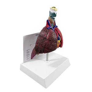 Matériel pédagogique pour le système respiratoire : Throat Heart Lungs, Segments pulmonaires codés par couleur, Structure des organes internes, Poumons malades, Modèle humain - Product Image 5