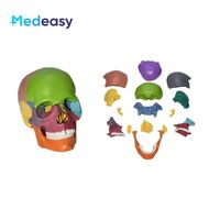 Modèle anatomique de crâne miniature détachable 4D Medeasy, 15 pièces/ensemble, 1:2, 15 parties, modèle anatomique pour l'enseignement des sciences médicales
