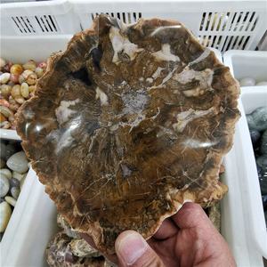 Patch de fossile en bois poli naturel, 100 pièces, en pierre brute, spécimen, vente en gros - Product Image 3