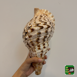 เปลือกหอยทากไทรทันขนาดใหญ่ขัดเงาสำหรับงานฝีมือเปลือกหอยขนาดใหญ่สไตล์สัตว์เวียดนามการตกแต่งทรัมเป็ตทรัมเป็ตแอมโมไนต์ขนาดใหญ่อย่างเป็นธรรมชาติ - Product Image 1