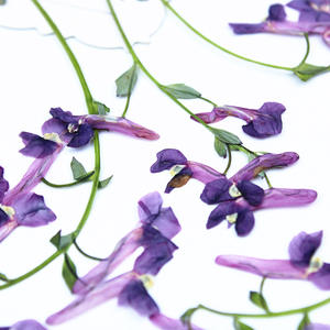 <span class=keywords><strong>Flores</strong></span> de <span class=keywords><strong>Corydalis</strong></span> Secas y Prensadas con Tallos para Arte en Resina, Arte de Uñas, Scrapbooking, Marcapáginas, Manualidades con <span class=keywords><strong>Flores</strong></span> Prensadas - Product Image 4