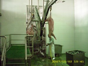 Ligne d'abattage de moutons/Équipement d'abattoir avec moteur, haute productivité, 380V - Marque TENT - Product Image 3