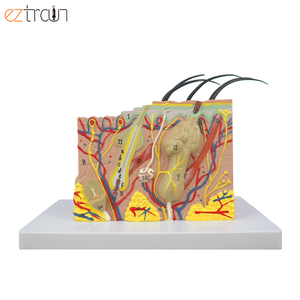 Modelo de Piel Humana Ampliada 35 Veces, Material de PVC, 20x12x12cm, para Educación Científica - Product Image 4