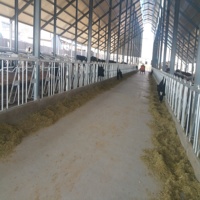 Establo Prefabricado de Acero para Vacas, de Bajo Costo, para Granjas Lecheras, con Viga de Acero en Forma de H, Techo de Fibra de Vidrio y Soldadura