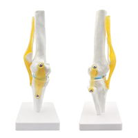 Modèle de squelette d'articulation du genou humain avec ligaments et ménisque ressource d'enseignement modèle d'articulation fonctionnelle d'anatomie médicale grandeur nature