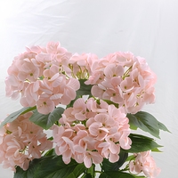 Batang Bunga Hydrangea Buatan Real Touch Warna Hijau Muda Putih Tahan UV Bunga Palsu Dekorasi Pernikahan Rumah Taman