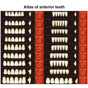שיניים פתולוגיות טידוונט אנדודונטי חניכיים מחלת שיניים למבוגרים מודל שיניים שיניים שרף סינתטי שיניים a2 a3 - Product Image 5
