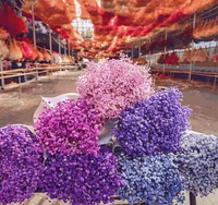 Bunga Baby's Breath Awet Alami Grosir, Bunga Gypsophila Abadi untuk Dekorasi Pernikahan