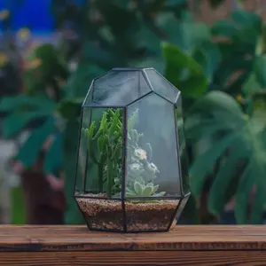 黑色几何玻璃六边形植物玻璃容器，用于多汁空气植物苔藓蕨