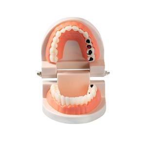 Modelo Dental Infantil para el Cuidado Bucal, Modelo de Jardín de Infancia para Cepillarse los Dientes, Equipo de Terapia Oral, Accesorios - Product Image 4