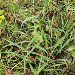 Esen foxtail cuts Grass Ried hierba entera de Setaria <span class=keywords><strong>viridis</strong></span> para hierba - Product Image 3