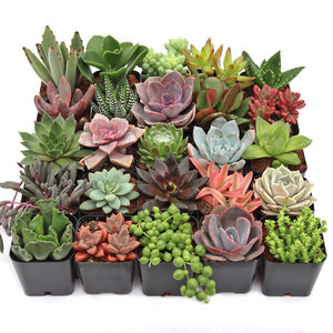 Paquete de Variedades de Suculentas, Plantas Vivas Enraizadas de 2 Pulgadas, Todas Variedades Únicas, Sin Duplicados, para Arreglos DIY y Regalos - Product Image 3