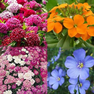 Eden Brothers All-Perennial Wildflower Mix Plantación Exterior Interior Jardines Balcones Frutas Hierbas Colgando Incluye Bolsas de Cultivo