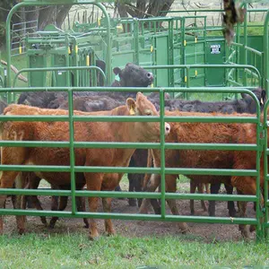 Semplice Cavallo Rotonda Yard PACCHETTO Pannelli In Acciaio In Possesso di Farm Recinzione