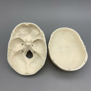 लघु खोपड़ी मॉडल; चिकित्सा शारीरिक खोपड़ी मॉडल; सफेद शारीरिक सिर हड्डी मॉडल - Product Image 3