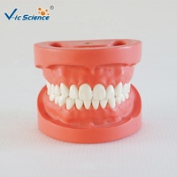 Modelo Dental Estándar de 28 Dientes con Encías Duras, Articulador FE para Prácticas de Enseñanza Dental, con Certificaciones CE, ISO, ROHS y CNAS