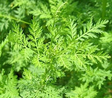 Artemisinin Arteannuin Arteminin Artemisine 98% hplc powder