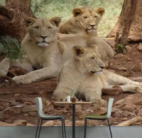 Disesuaikan 3 d ukiran hewan singa dan harimau Wallpaper Mural untuk Sofa TV kamar mandi latar belakang Wallpaper kain Dinding