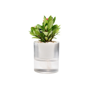 Taiyuan Self Watering Flower <b>Pots</b> Transparent Hydroponic Planters Minimalist Desktop Green Plant <b>Pots</b> One Piece Molding - Product Image 5