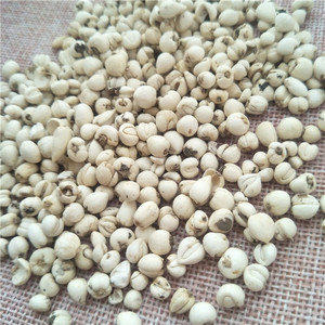 Hierba China Chuan Bei <span class=keywords><strong>Mu</strong></span>, Fritillaria Cirrhosa Seca, Bulbo de Fritillaria Cirrhosa de Alta Calidad - Product Image 5