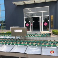 Modulaire doosgewicht sorteermachine met aangepaste graadinstelling, intelligente sorteerapparatuur voor fruitverwerkingslijnen