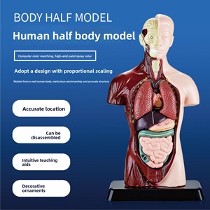 Kit de modelo de esqueleto de órganos del cuerpo humano para <span class=keywords><strong>educación</strong></span> temprana, juguete educativo de plástico para estudiantes de <span class=keywords><strong>primaria</strong></span>/<span class=keywords><strong>secundaria</strong></span>, niños de 0 a 3 años - Product Image 2