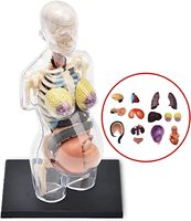 Torso Anatómico Transparente de Embarazo con Esqueleto, Pintado a Mano con Perspectiva Inteligente y 41 Órganos Desmontables, CE/ISO