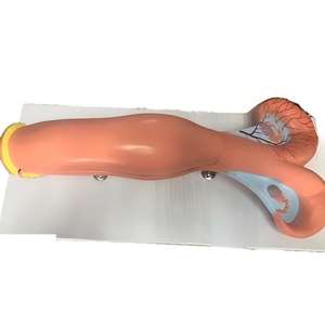 Modèle d'anatomie de l'utérus bovin, aide pédagogique pour la <span class=keywords><strong>formation</strong></span> vétérinaire, destiné à l'éducation médicale animale et à la <span class=keywords><strong>formation</strong></span> pratique en écoles vétérinaires - Product Image 4