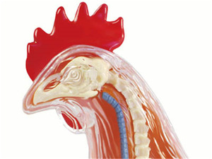 แบบจำลอง<span class=keywords><strong>กายวิภาค</strong></span><span class=keywords><strong>ไก่</strong></span> 32 ชิ้นส่วน ถอดประกอบได้ สำหรับการศึกษาทางวิทยาศาสตร์สัตวแพทย์ ชีววิทยาสัตว์ และการเรียนการสอน - Product Image 3