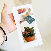 Boîtes cadeaux rectangulaires en carton blanc, portables, avec fenêtre, finition mate, recyclables, pour arrangements floraux et plantes succulentes - Vente en gros